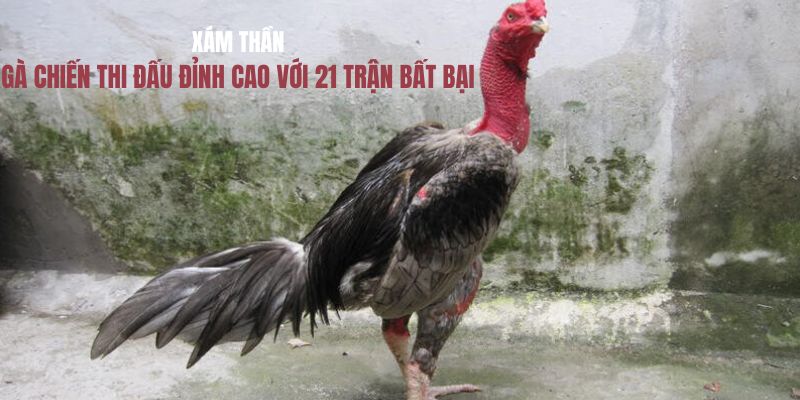 ảnh đại diện xám thần